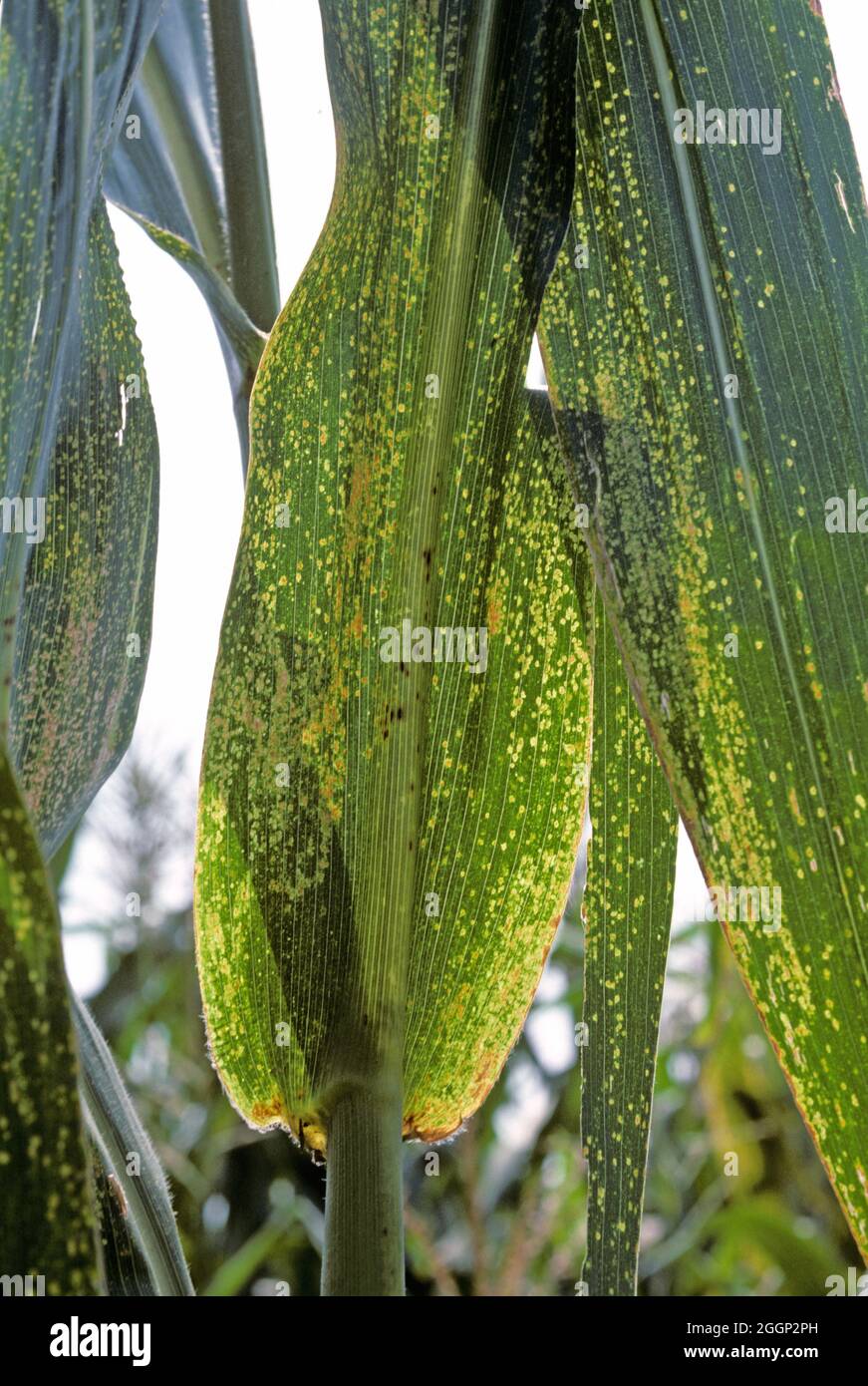 Maize eyespot (Kabatiella zeae) fungal disease infection and lesions on maize or corn leaves on a maturing plant, Illinois, USA Stock Photo
