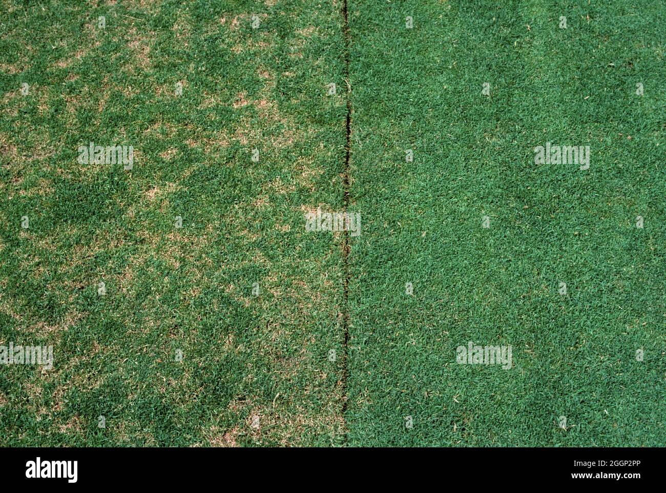 Light patches of grass infected with dollar spot (Clarireedia sp.) on golf course green compared to healthy treated area, USA Stock Photo