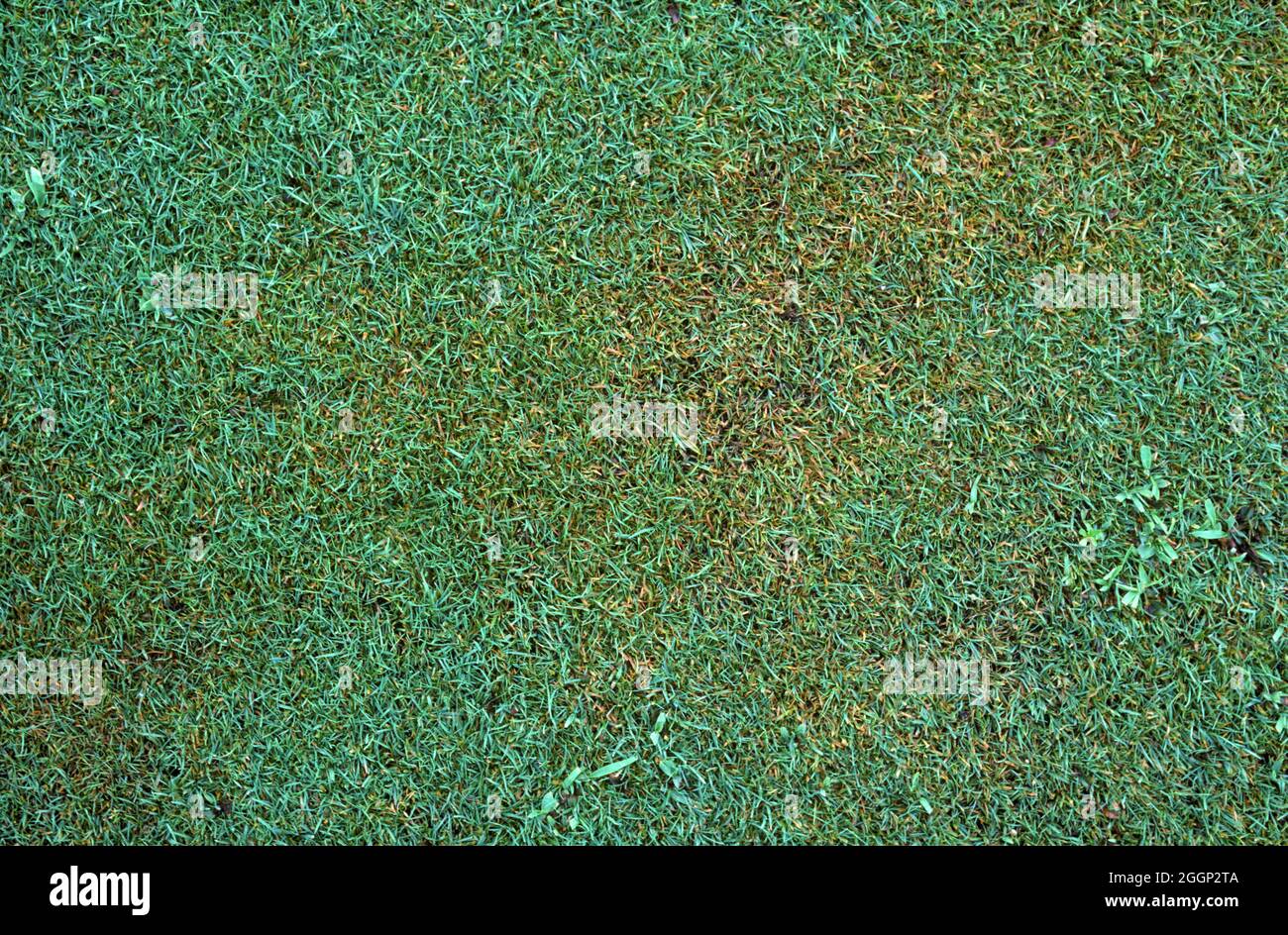 Rhizoctonia brown patch (Rhizoctonia solani) fungal disease infected area in close mown short golf green turfgrass, USA Stock Photo