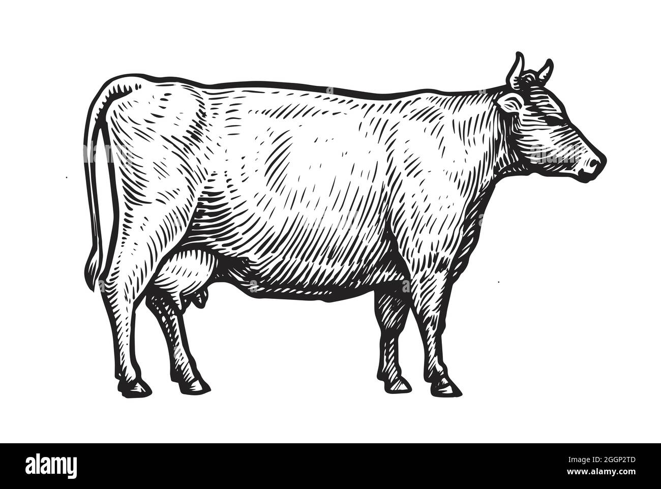 Hand drawn vector illustration of cow isolated on white background ...