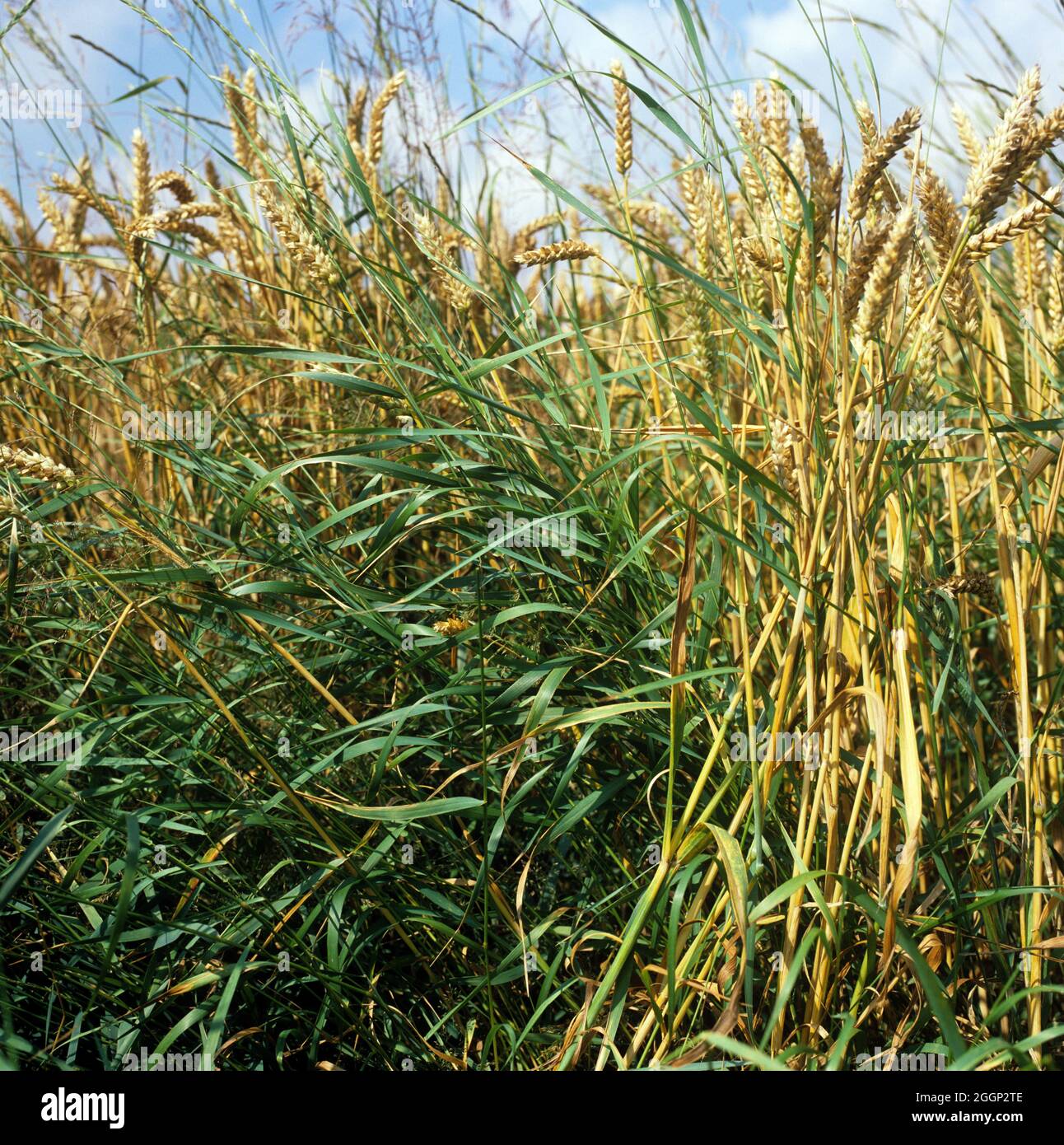 Couch or twitch (Agropyron repens) flowering plants in ripe wheat crop Stock Photo