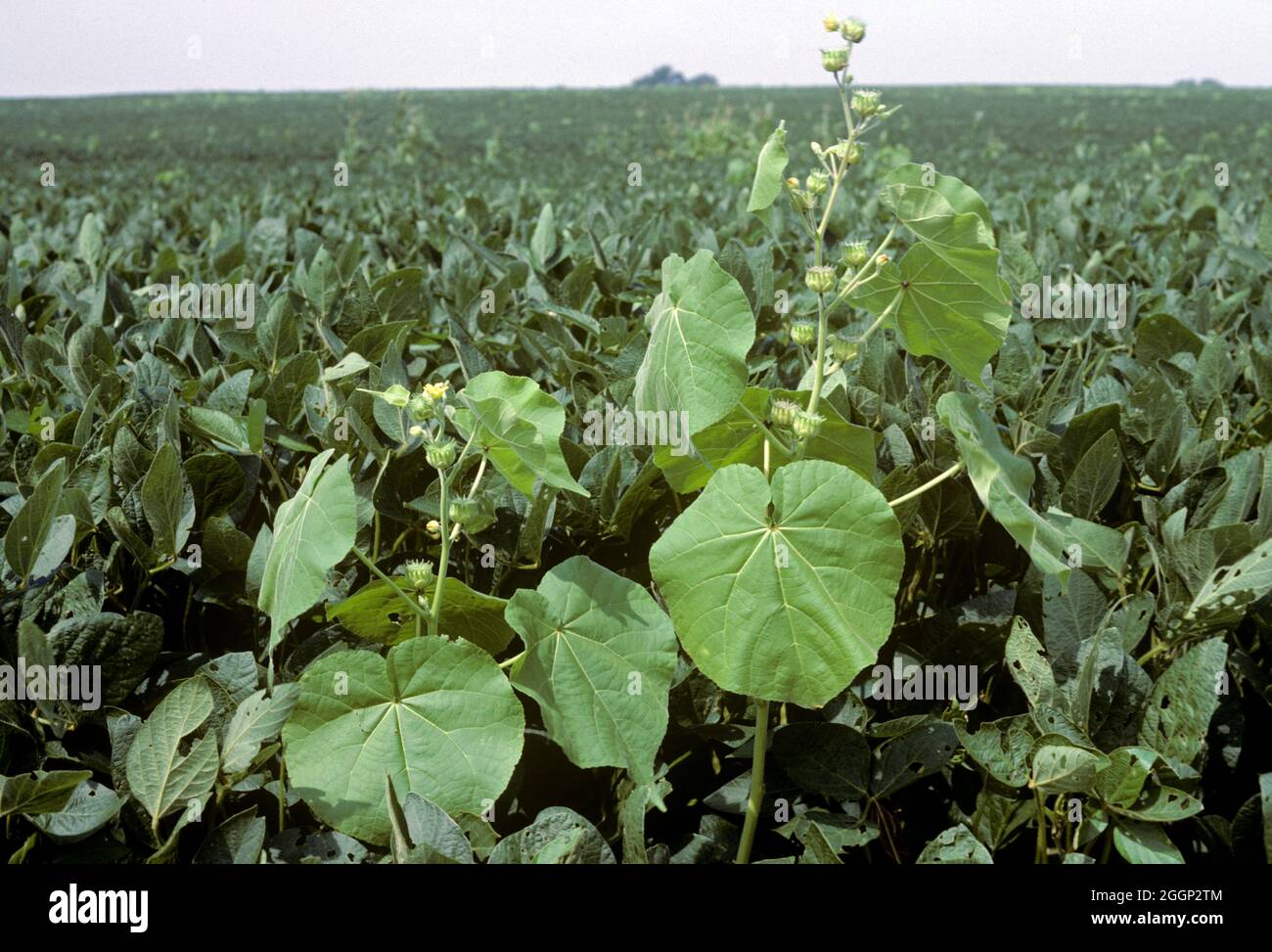 Velvet leaf (Abutilon theophrasti) yellow flowering broad-leaved weed in a maturing soybean crop, Illinois, USA Stock Photo