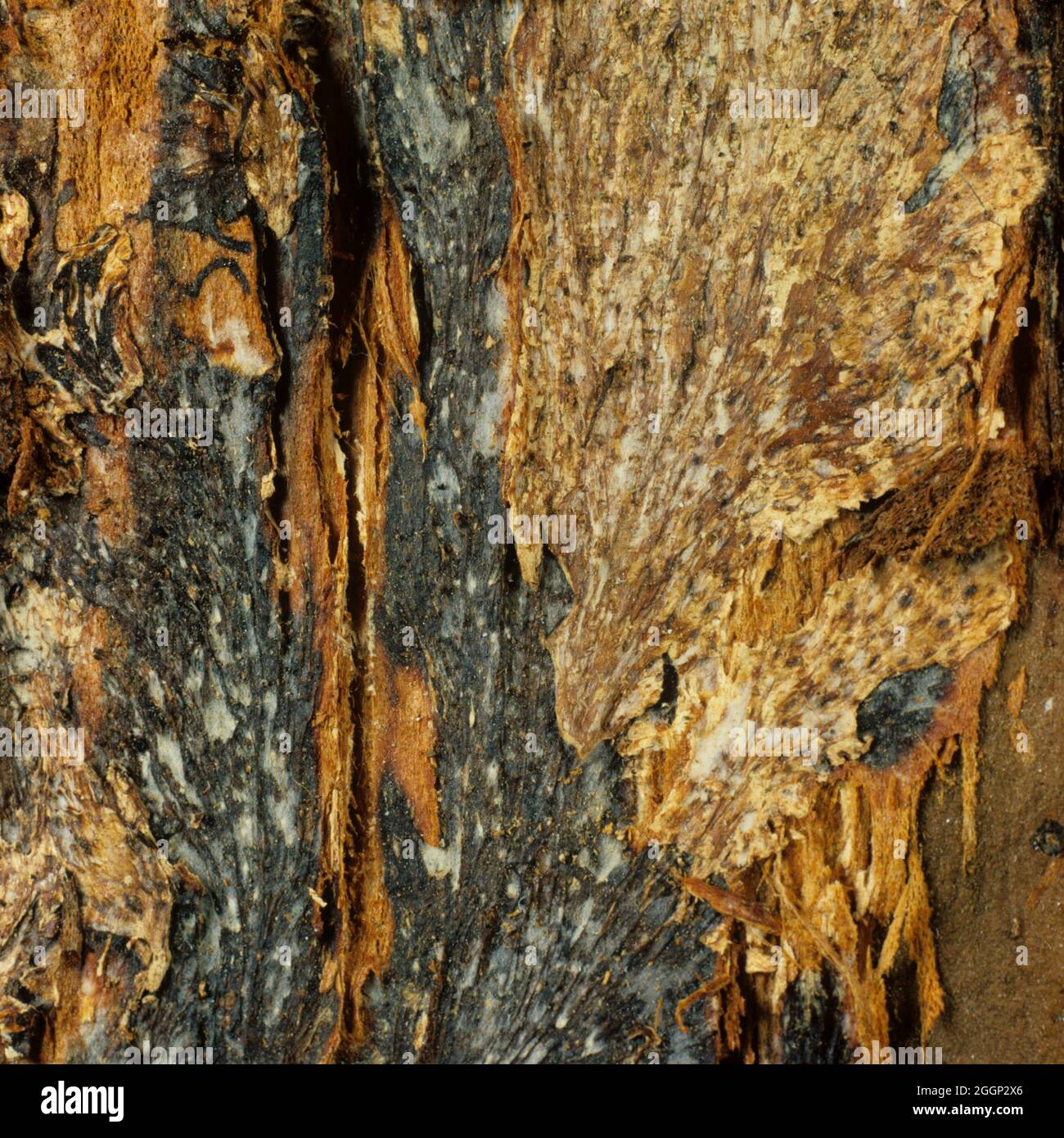 Honey fungus (Armillaria mellea) flattended black fungal rhizomorphs under elm (Ulmus) tree bark Stock Photo