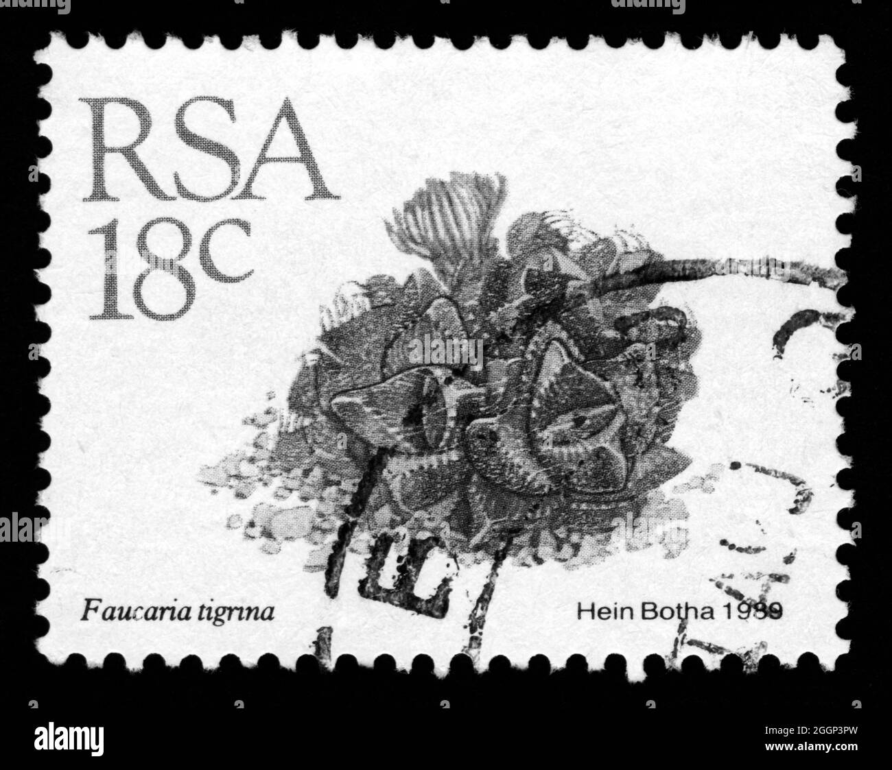Stamp print in RSA,South Africa,flowers, Faucaria tigrina Stock Photo