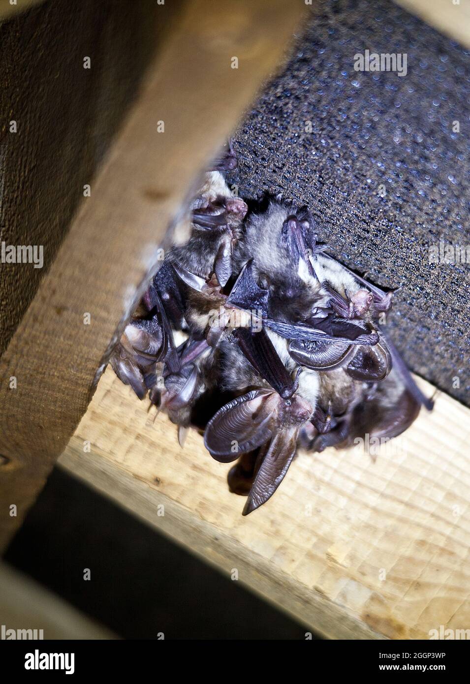 Long eared brown bat hires stock photography and images Alamy