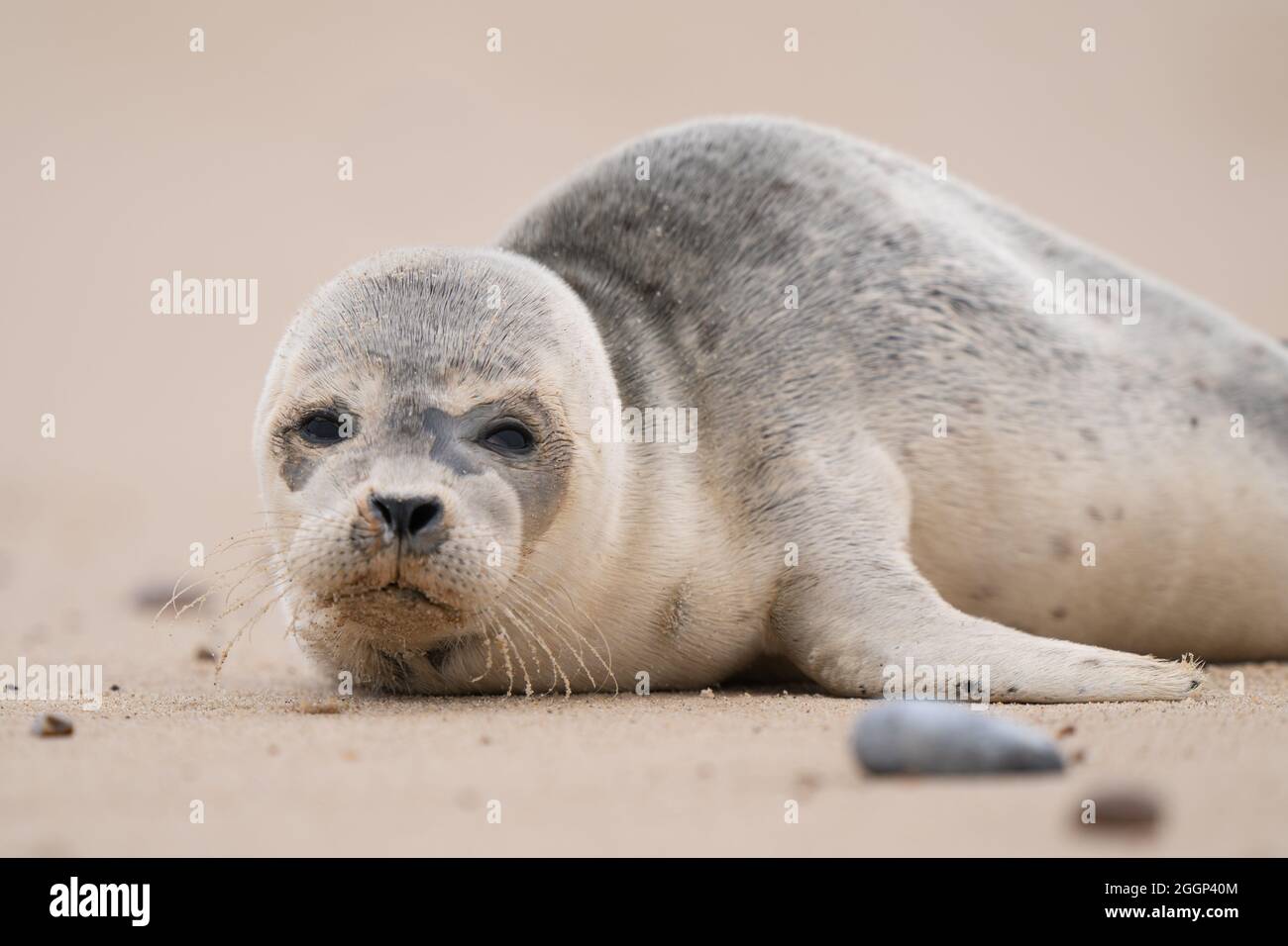 An common seal pup on the beach at Horsey Gap in Norfolk, as hundreds of  pregnant grey seals come ashore ready for the start of the pupping season.  Picture date: Thursday September