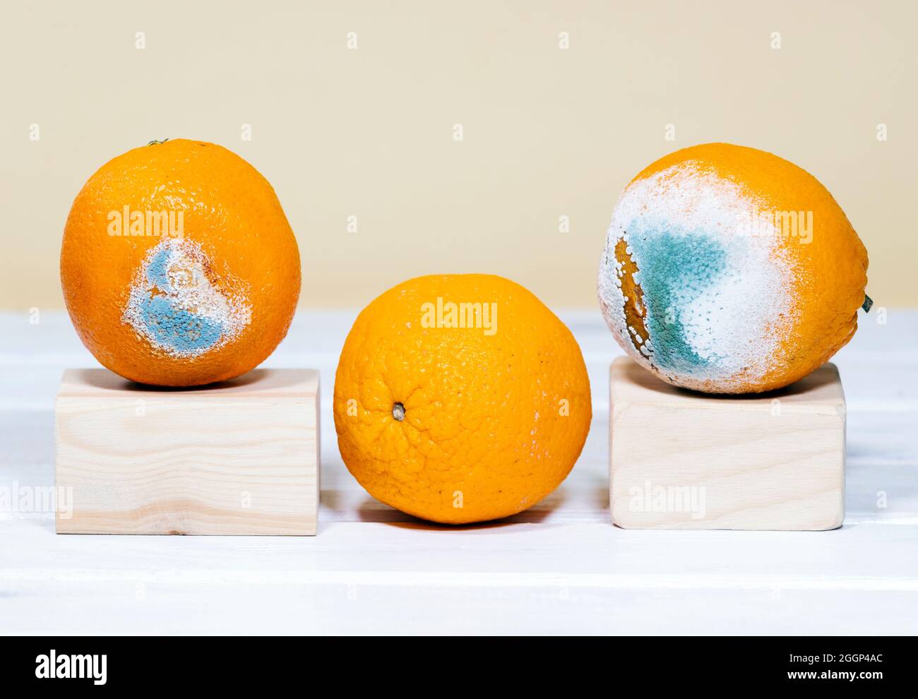 Rotten Moldy Orange. A photo of the growing mold. Spoiled fruit. Meal leftovers. Copy space Stock Photo