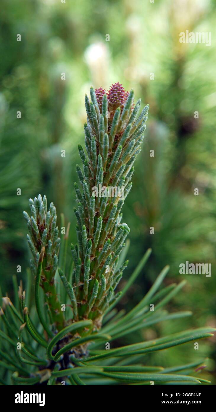 Close-up of the small pine cones starting to grow on the end of a mugo pine tree branch. Stock Photo