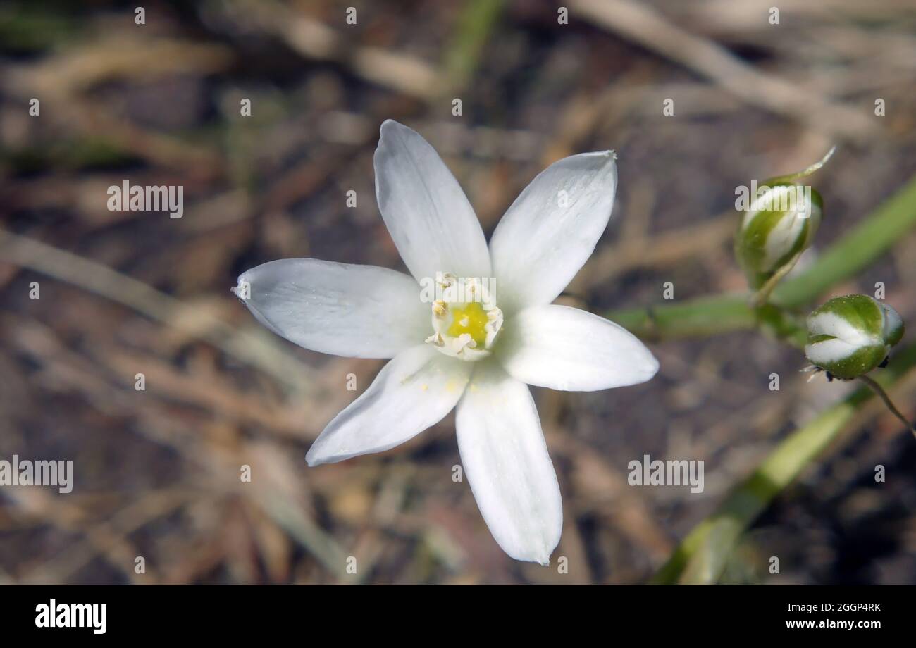Close-up of the white star shaped flower on a star-of-bethlehem plant growing in a flowerbed. Stock Photo