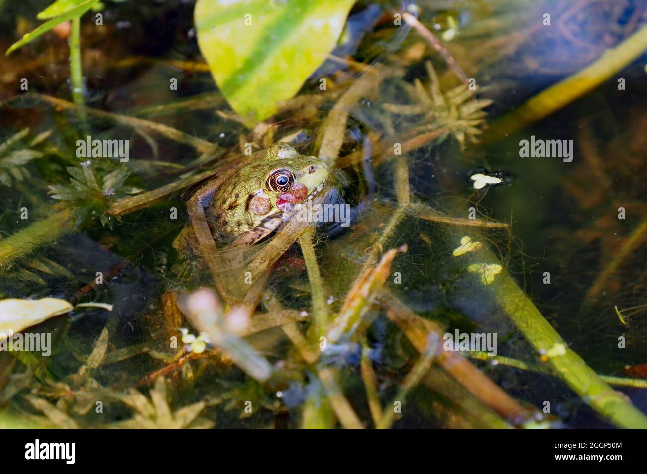 OLYMPUS DIGITAL CAMERA - Close-up of a northern leopard frog sitting half submerged in the water relaxing on the plants growing in a marsh. Stock Photo