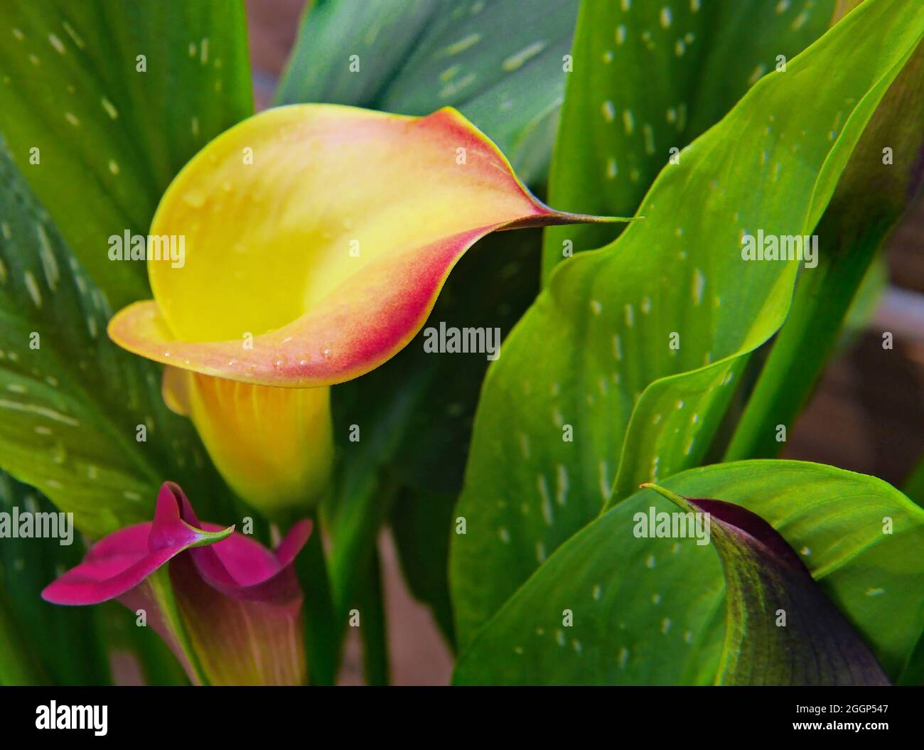 Closeup of the yellow and pink flowers on a spotted calla lily