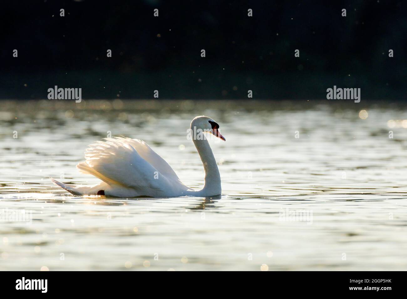 Höckerschwan, Cygnus olor, Mute Swan, schwimmt auf dem Bodensee, Thurgau, Schweiz Stock Photo