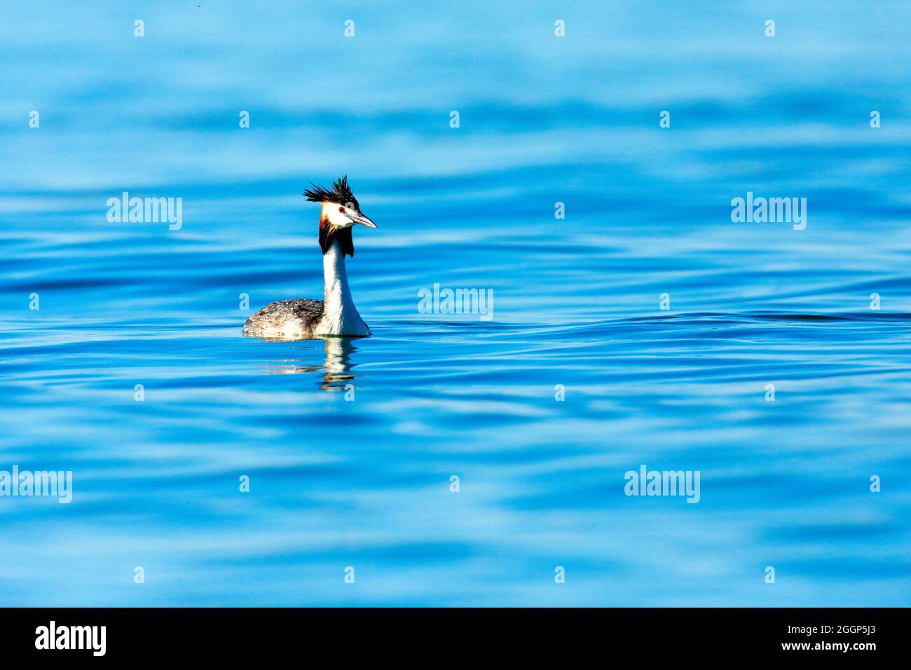 Haubentaucher im Prachtkleid schwimmt in blauem Wasser, Europa Stock Photo