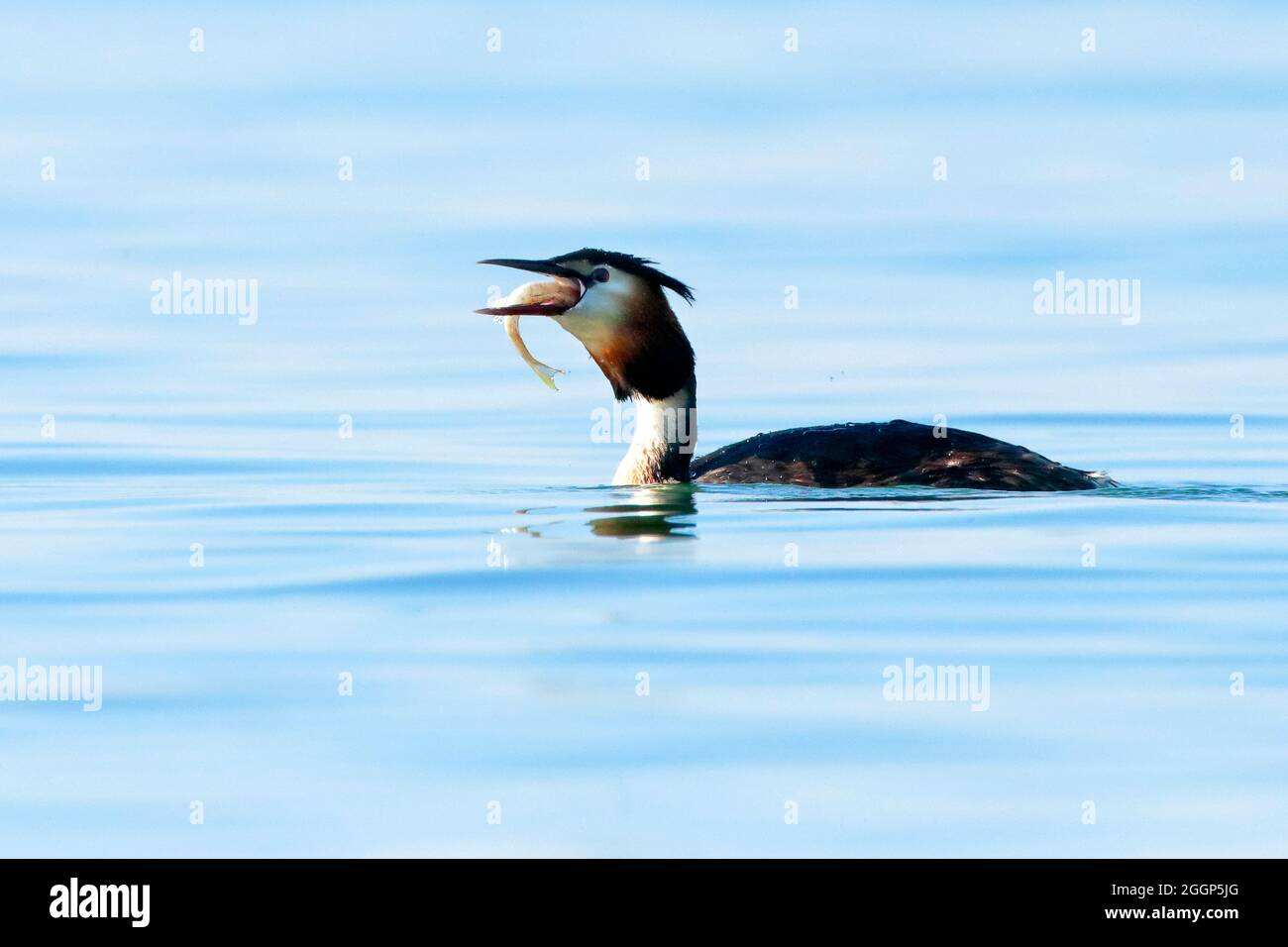 Haubentaucher im Prachtkleid mit Fisch im Schnabel, schwimmt in blauem Wasser, Europa Stock Photo
