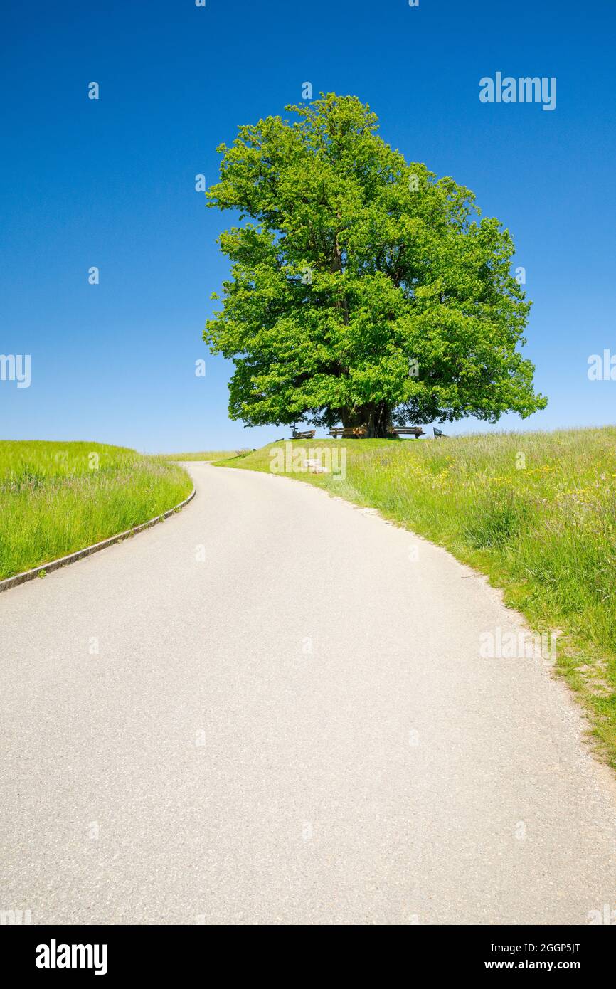 Linner Linde, grosse uralte Linde steht einsam auf Anhöhe unter blauem Himmel, Weg führt daran vorbei und Sitzbänke laden zum Ausruhen ein, Linn im Ka Stock Photo