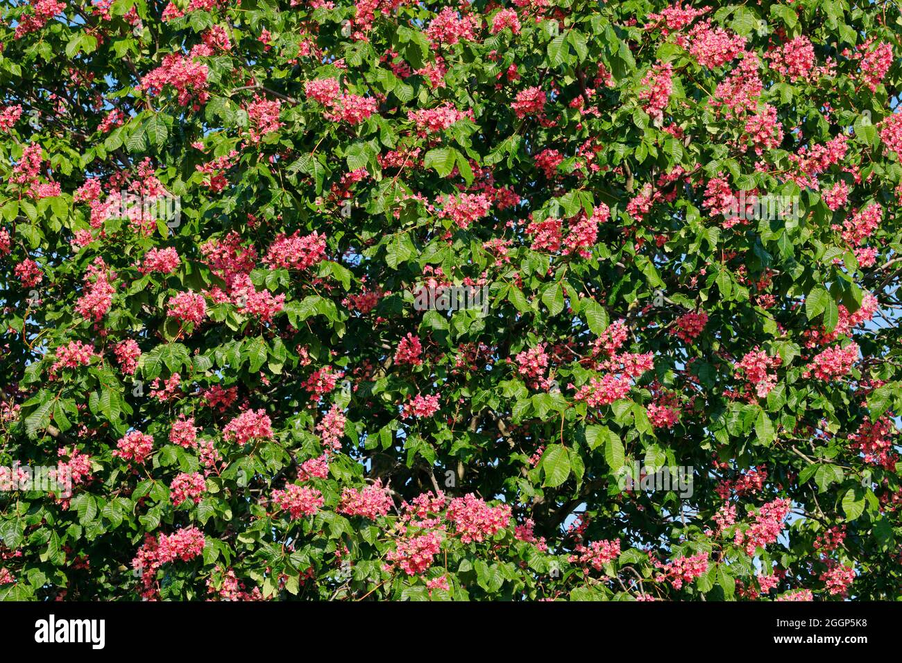 Ausschnitt von blühendem Kastanien Baum, Arbon, Schweiz Stock Photo