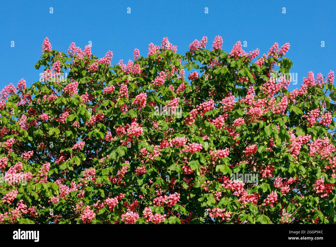 Ausschnitt von blühendem Kastanien Baum, Arbon, Schweiz Stock Photo