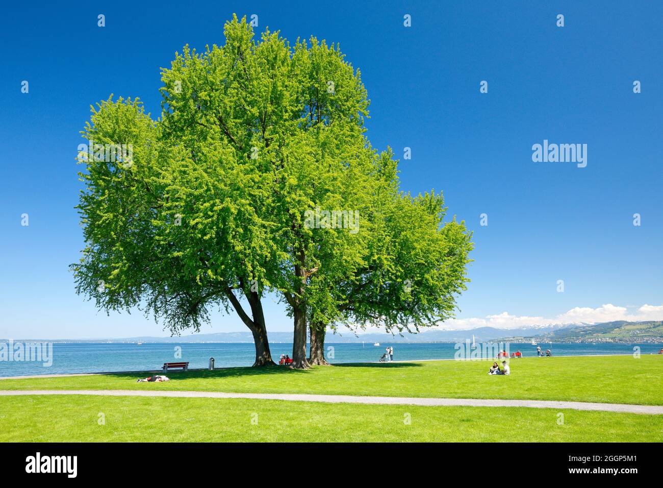 Grosser einzelner Silber-Ahorn Baum und Liegewiesen am Ufer des Bodensees bei Arbon im Thurgau, wo sich Menschen ausruhen und erholen Stock Photo