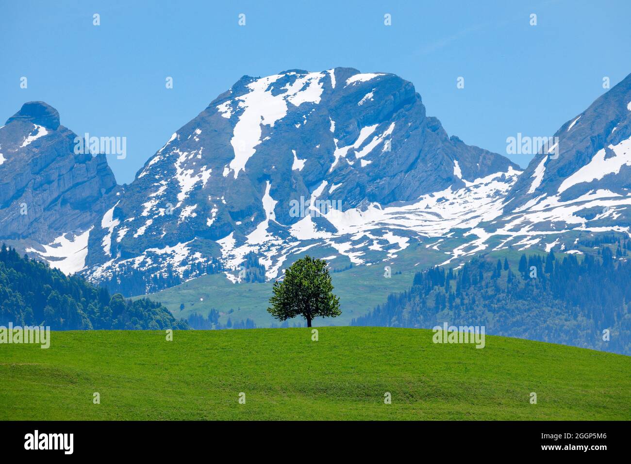 Freistehende, einzelne Linden auf einem Hügel vor Schneebedeckten Churfirsten im  Toggenburg, Kanton St. Gallen, Schweiz Stock Photo