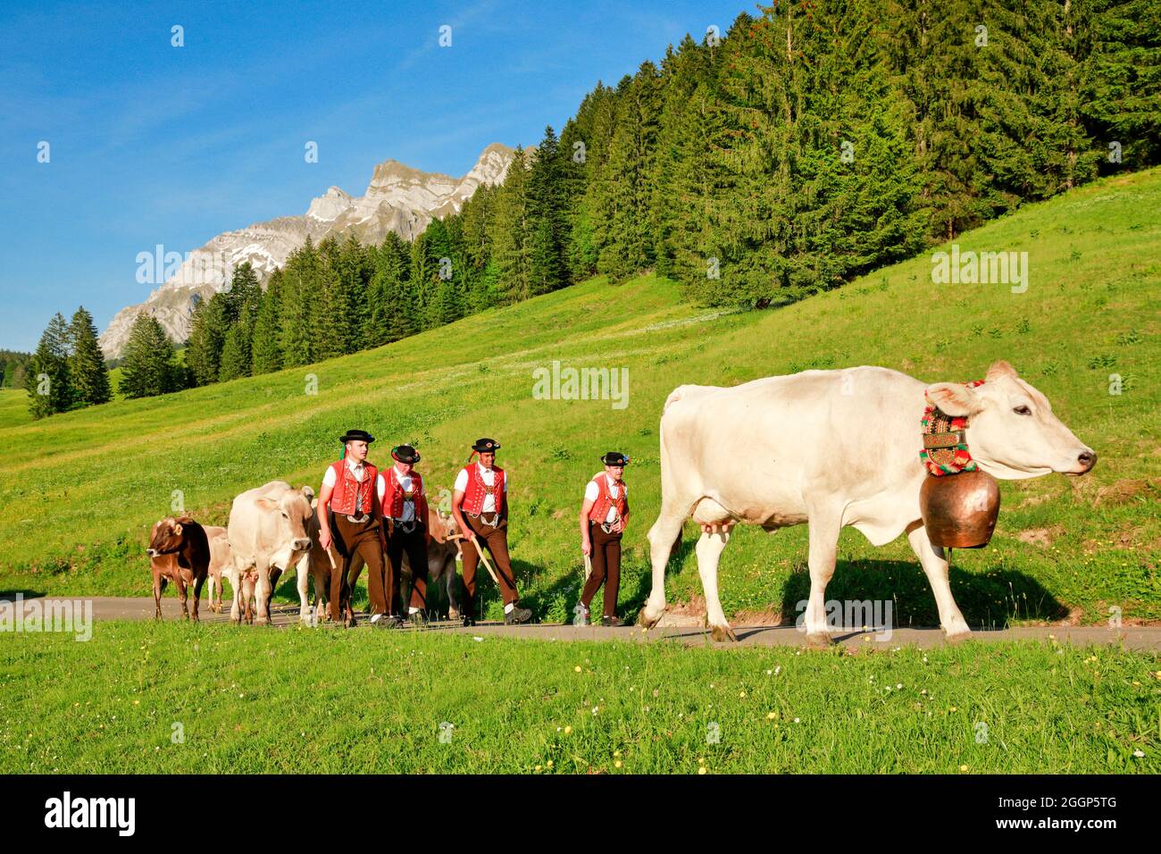 Alpaufzug bei Lutertannen vor dem Alpsteinmassiv mit Säntis im  Bergfrühling, Kanton St. Gallen und Appenzell, Schweiz Stock Photo