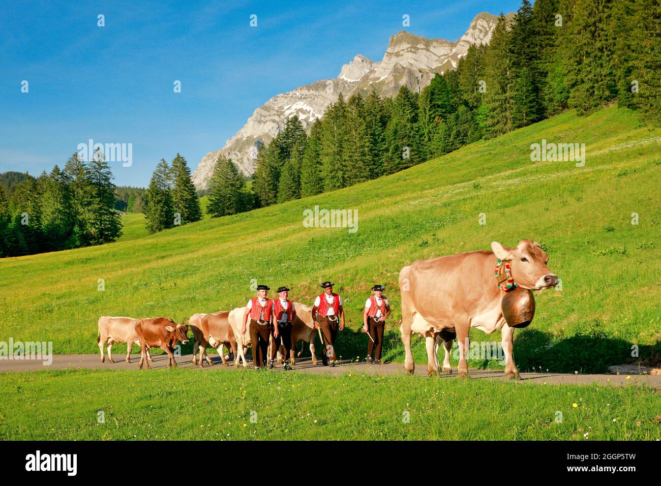 Alpaufzug bei Lutertannen vor dem Alpsteinmassiv mit Säntis im  Bergfrühling, Kanton St. Gallen und Appenzell, Schweiz Stock Photo