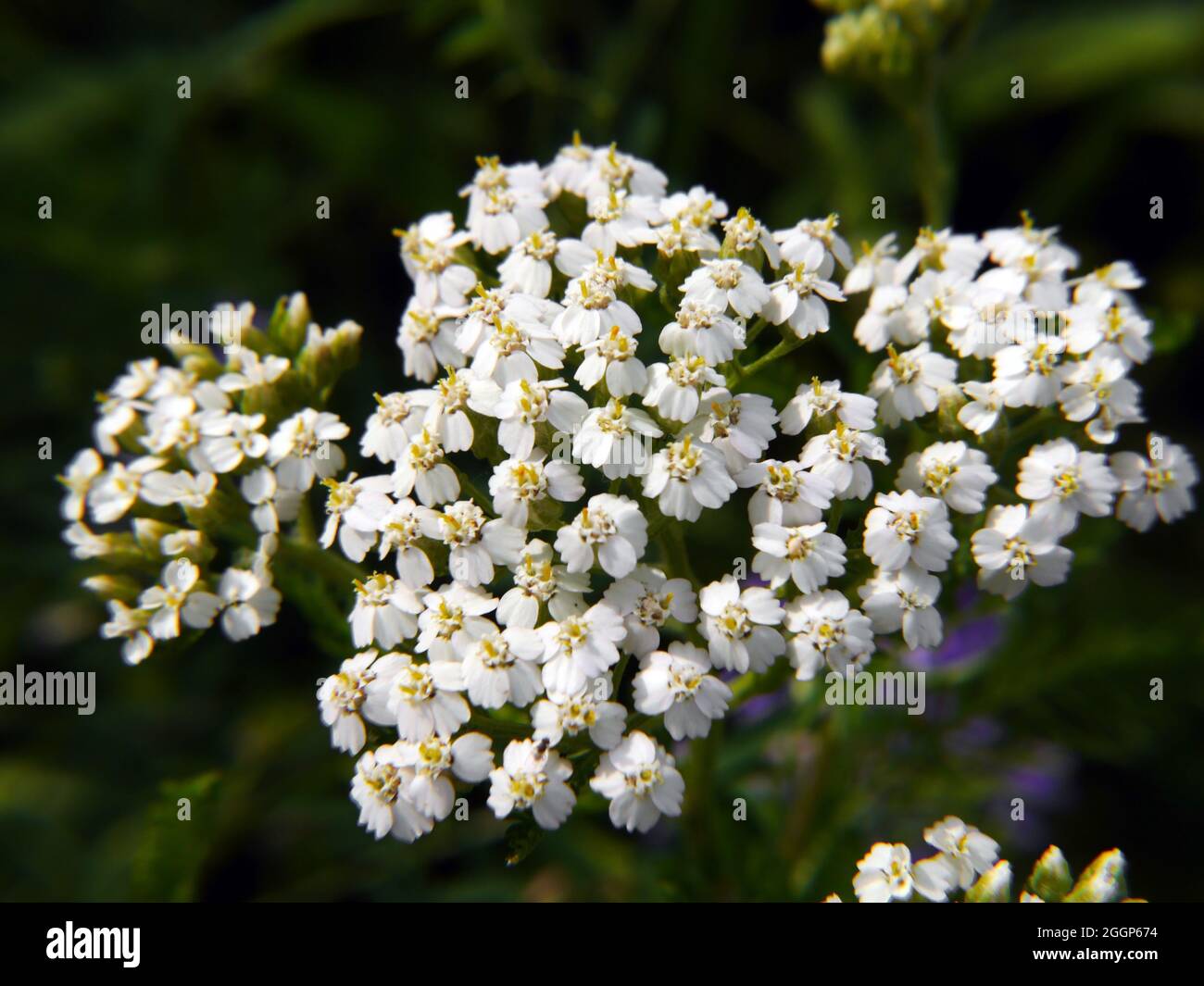 Close-up of the tiny white flowers on a common yarrow plant growing in a field. Stock Photo