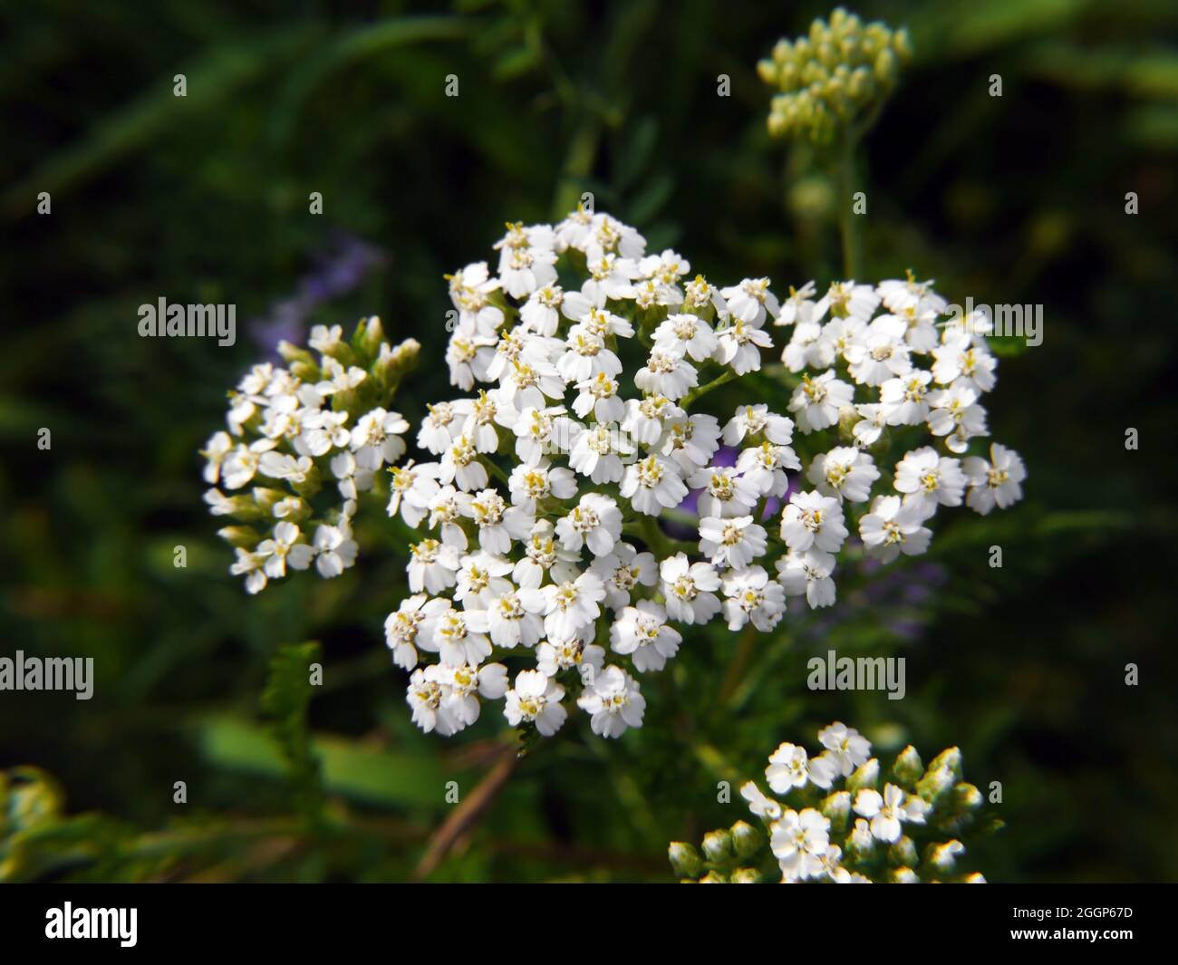 Close-up of the tiny white flowers on a common yarrow plant growing in a field. Stock Photo