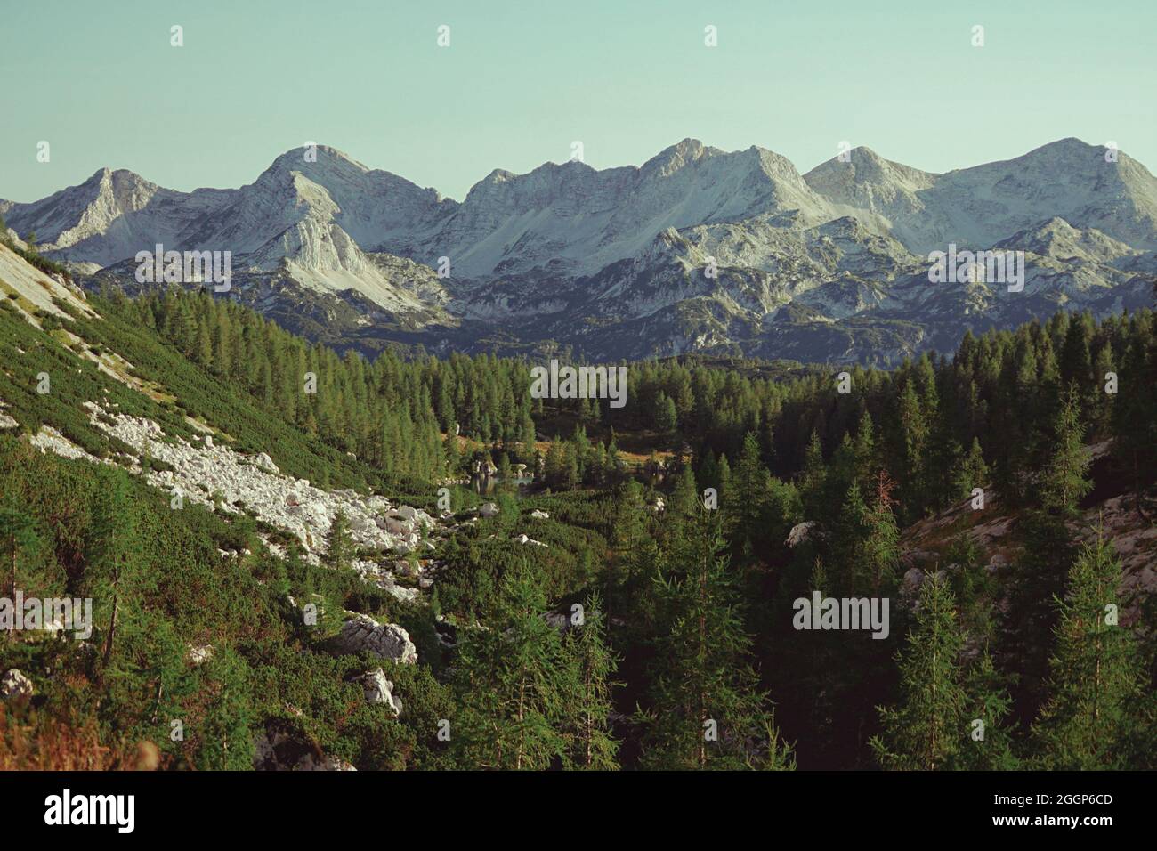 Beautiful landscape with pine trees and mountains Stock Photo - Alamy