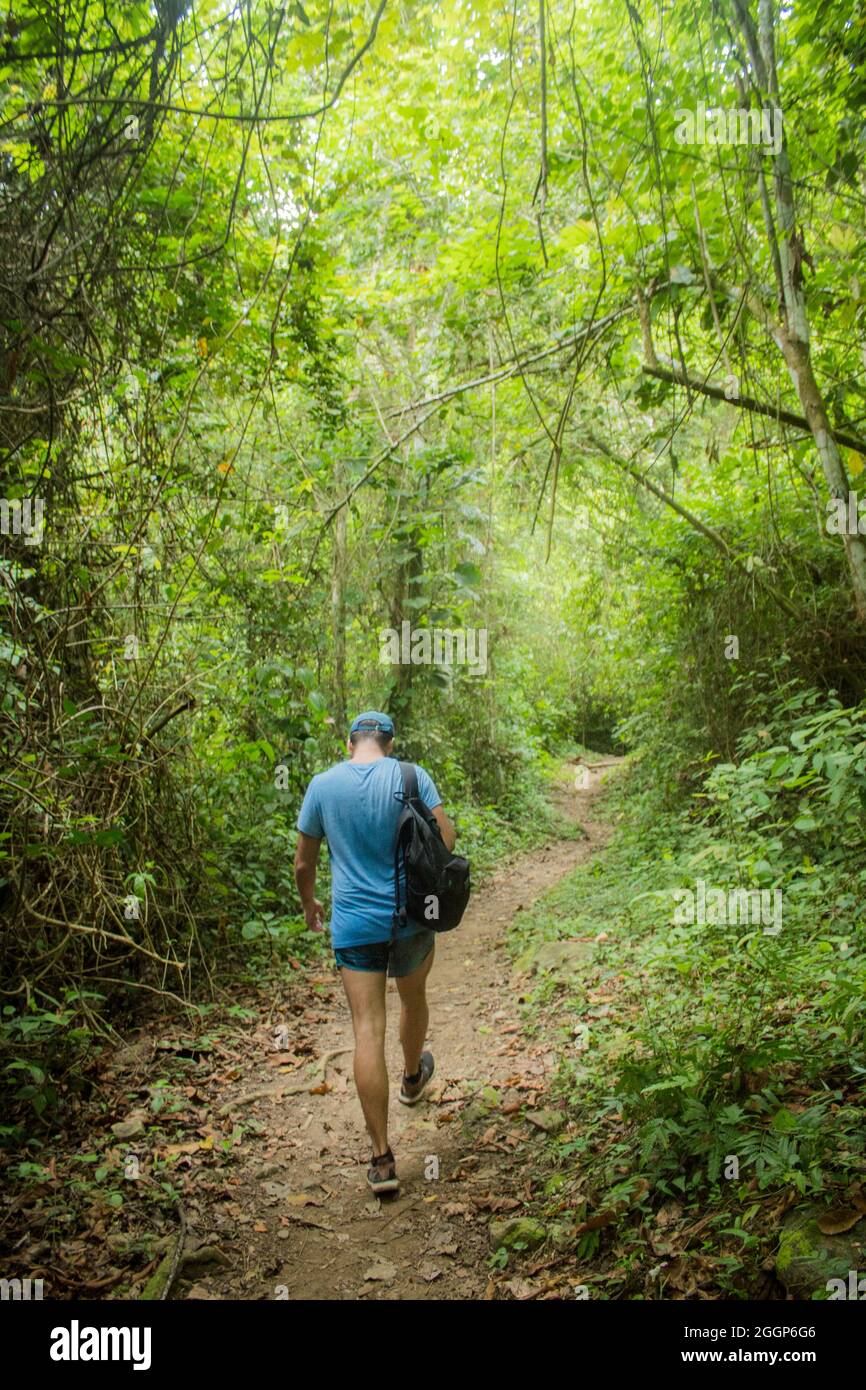 Rear view of a male hiker walking on a narrow trail in the forest Stock ...