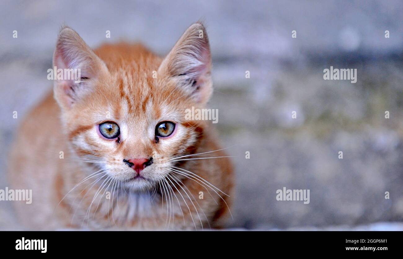 cute stray street kitten portrait Stock Photo - Alamy
