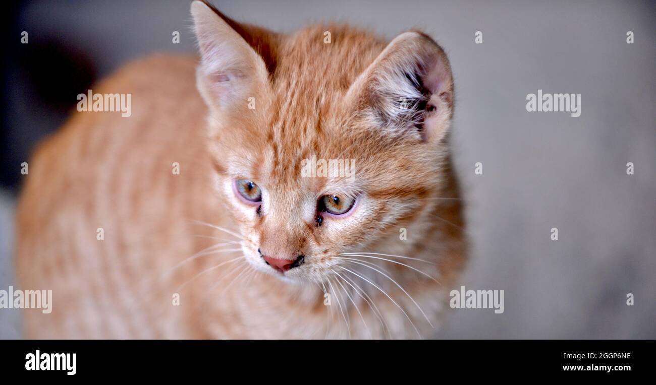 cute stray street kitten portrait Stock Photo - Alamy