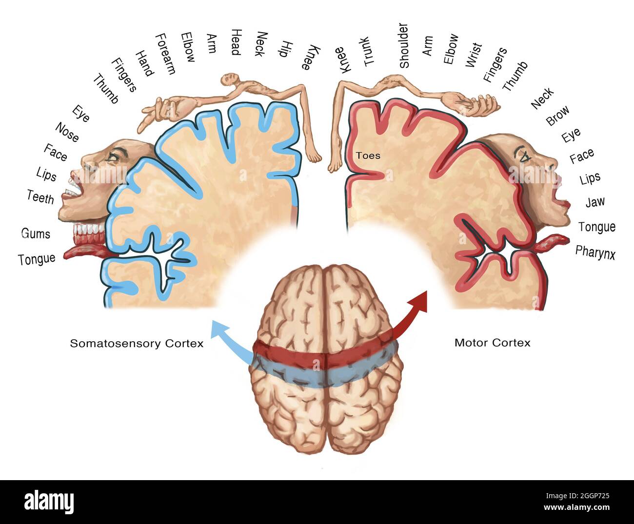 In the brain, different areas of the cortex control different parts of the body. Stock Photo