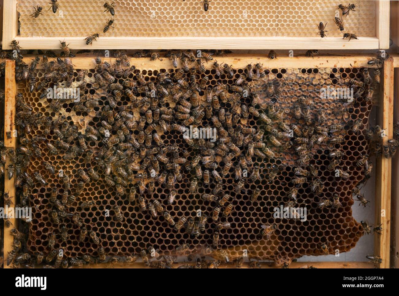 Closeup look at beehive at work. Stock Photo