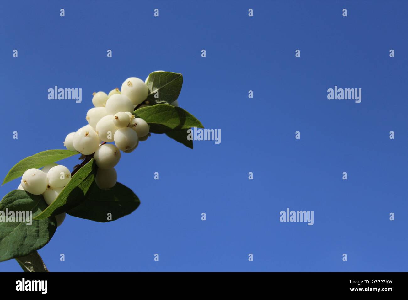 snowberry bush in the summer Stock Photo