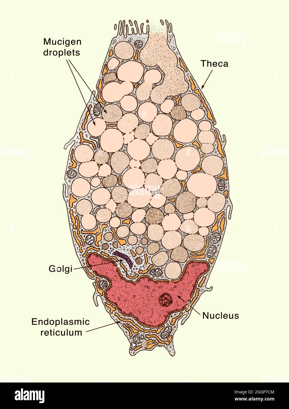 Colorized diagram of an intestinal goblet cell, with mucigen droplets, theca, golgi, nucleus and endoplasmic reticulum labeled. Stock Photo