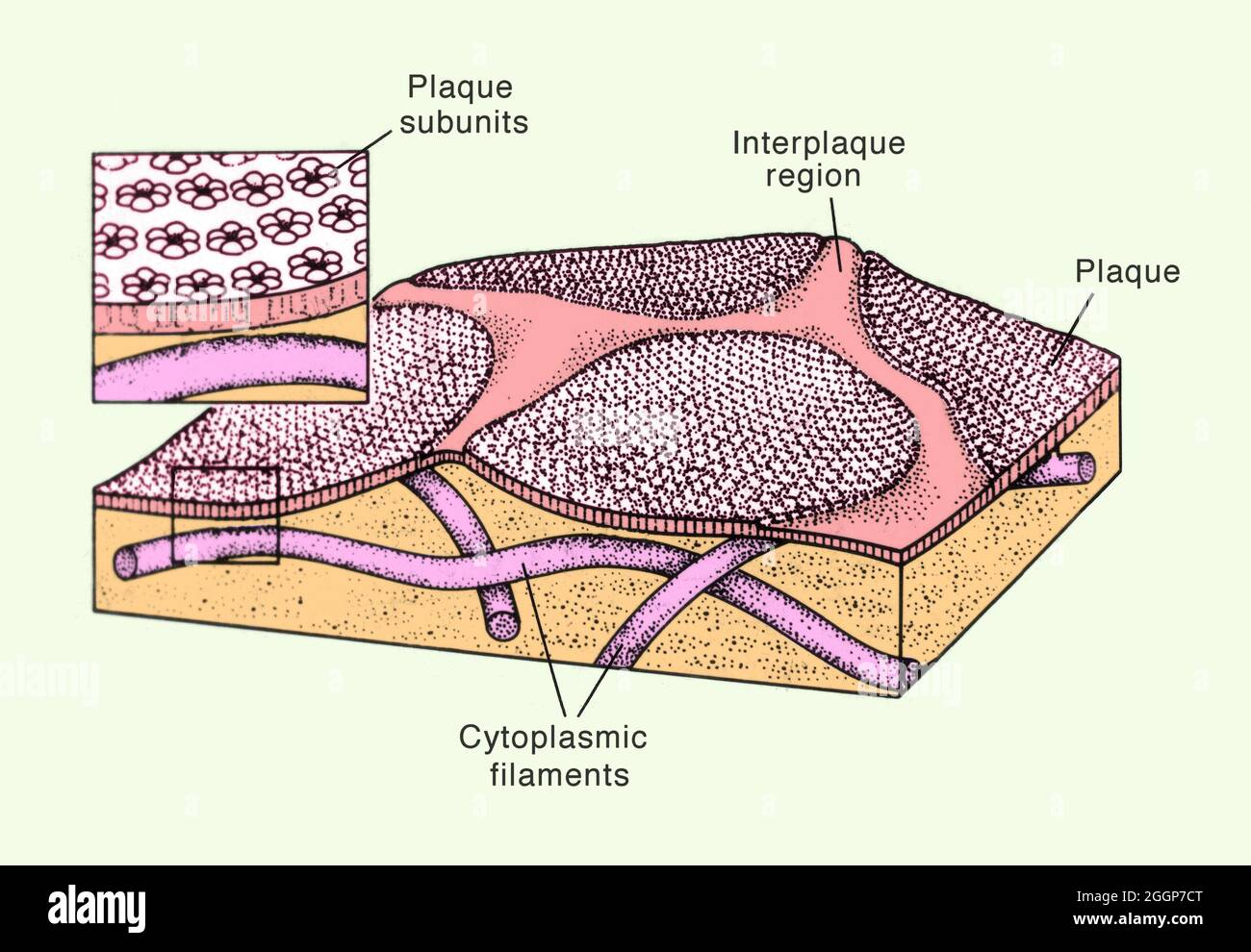 Colorized diagram of the organization of the lumenal membrane of mammalian bladder epithelium. Stock Photo
