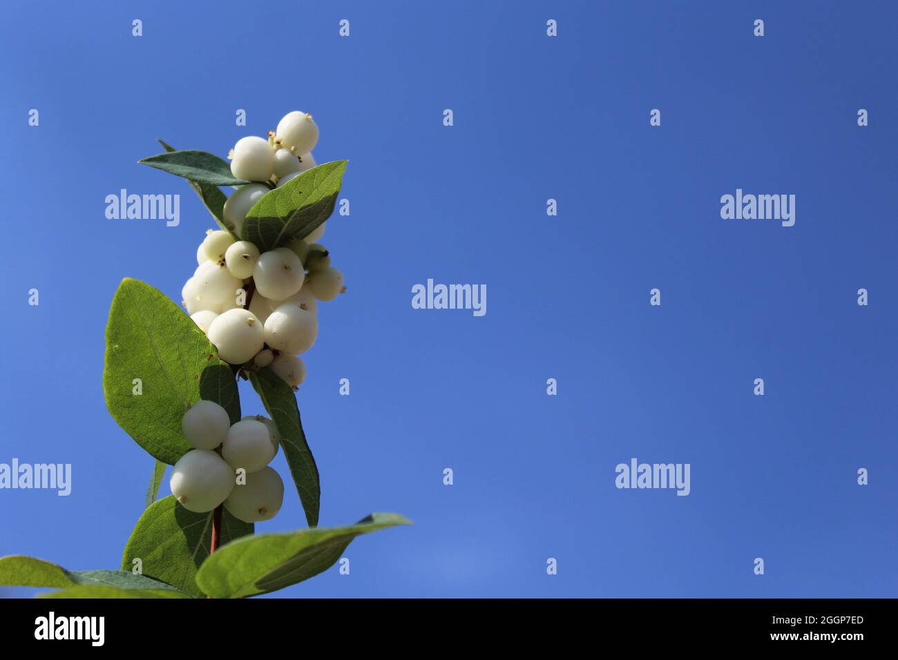 snowberry bush in the summer Stock Photo