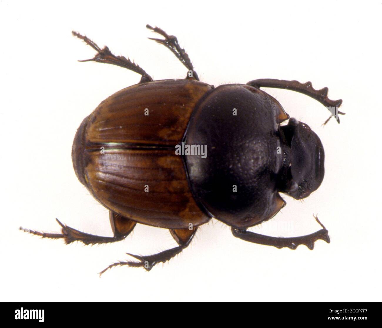 Dung Beetle (Onthophagus gazella), dorsal view. Stock Photo
