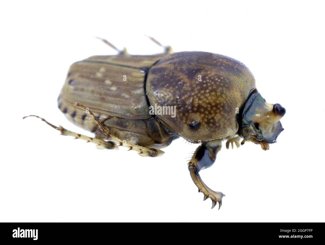 Northern Sandy Dung Beetle (Euoniticellus intermedius). Stock Photo