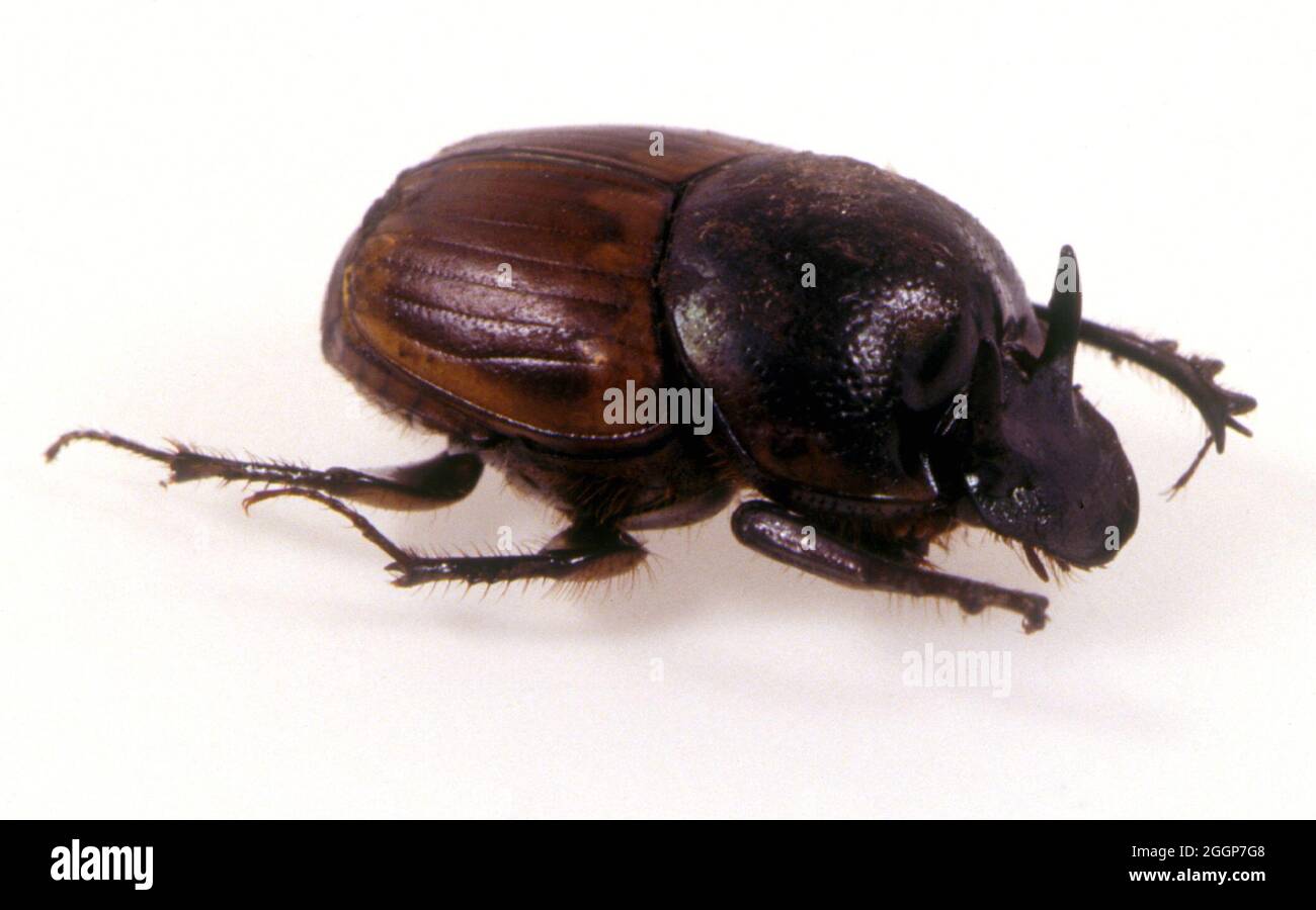 Dung Beetle (Onthophagus gazella), side view. Stock Photo
