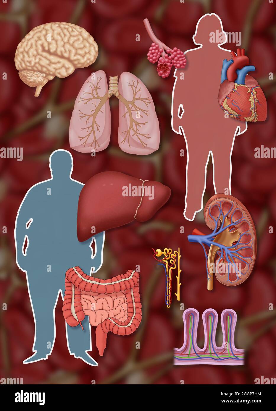 A selection of organs that have delicate vascular systems. Stock Photo