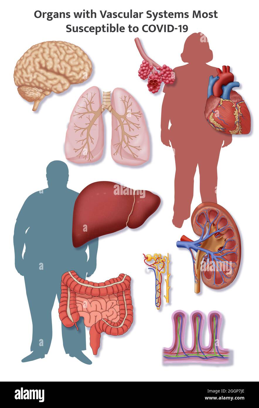 A selection of organs that have delicate vascular systems. Stock Photo