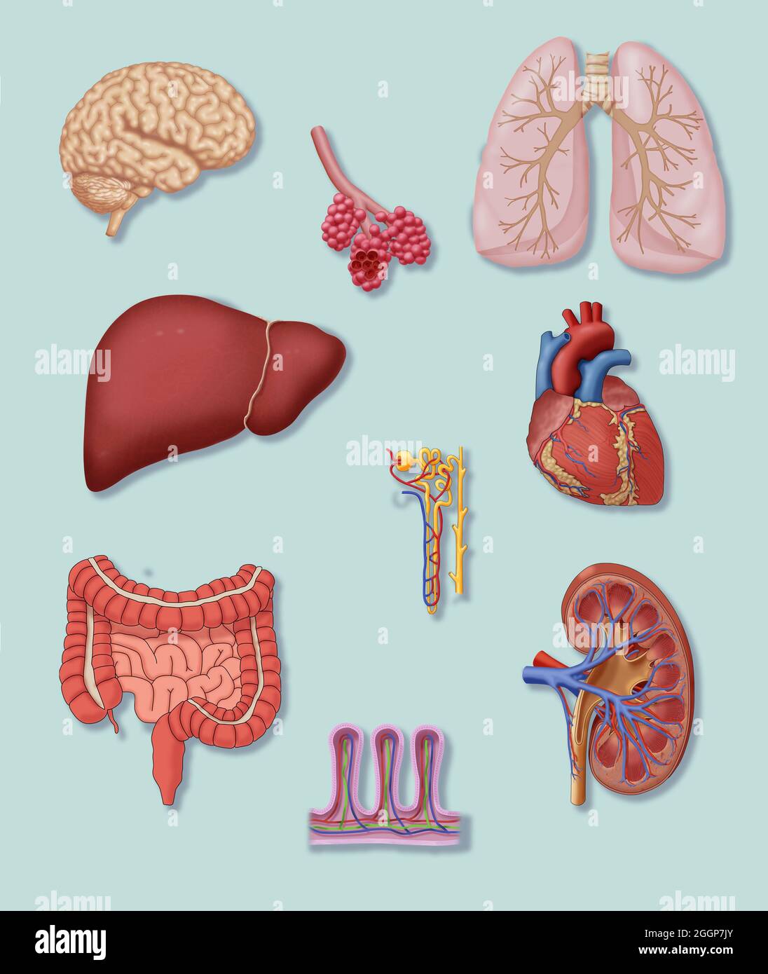 A selection of organs that have delicate vascular systems. Stock Photo