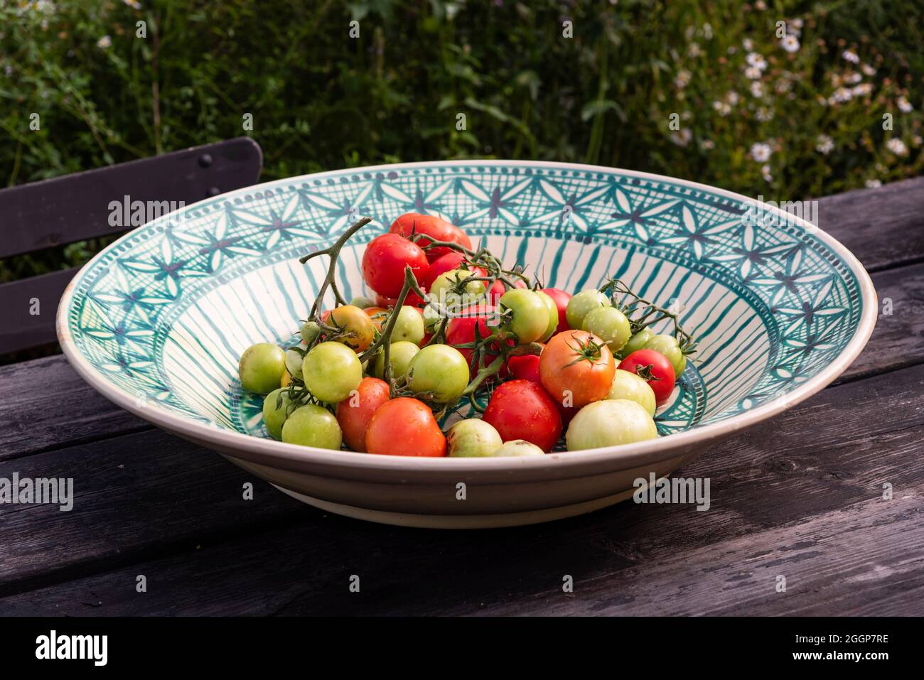 Fresh crop of green and red organic tomatoes on the vine, on a vintage rusitic plate. Stock Photo