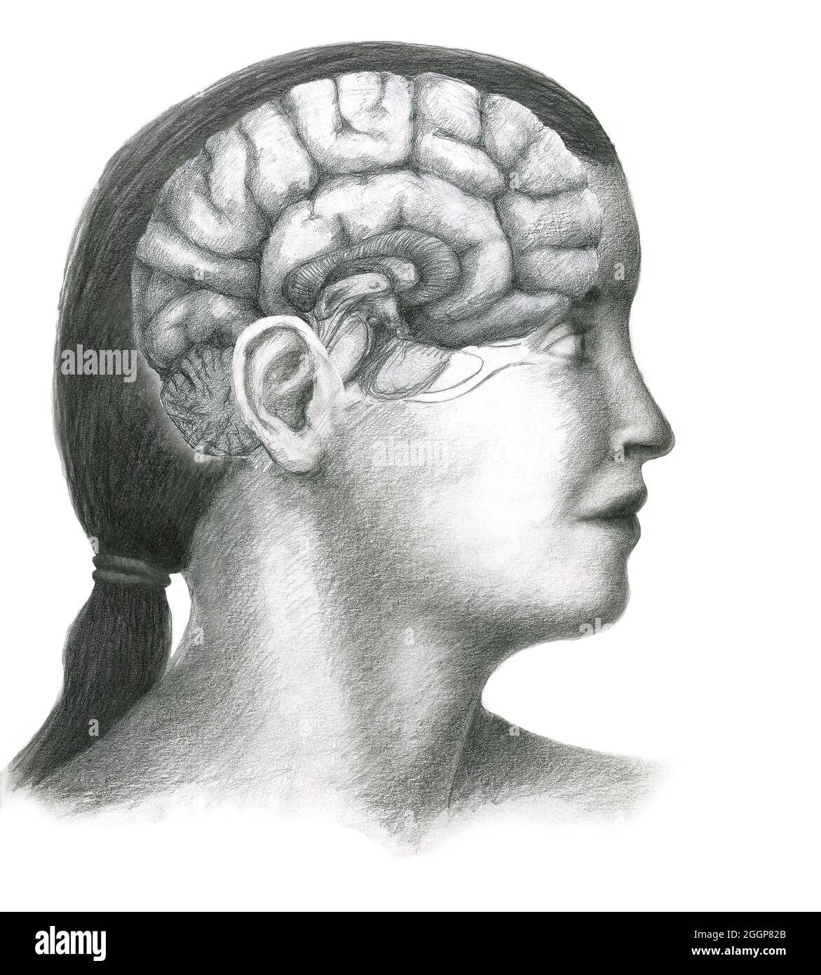 Artwork showing a side view of a girl's normal brain. Stock Photo