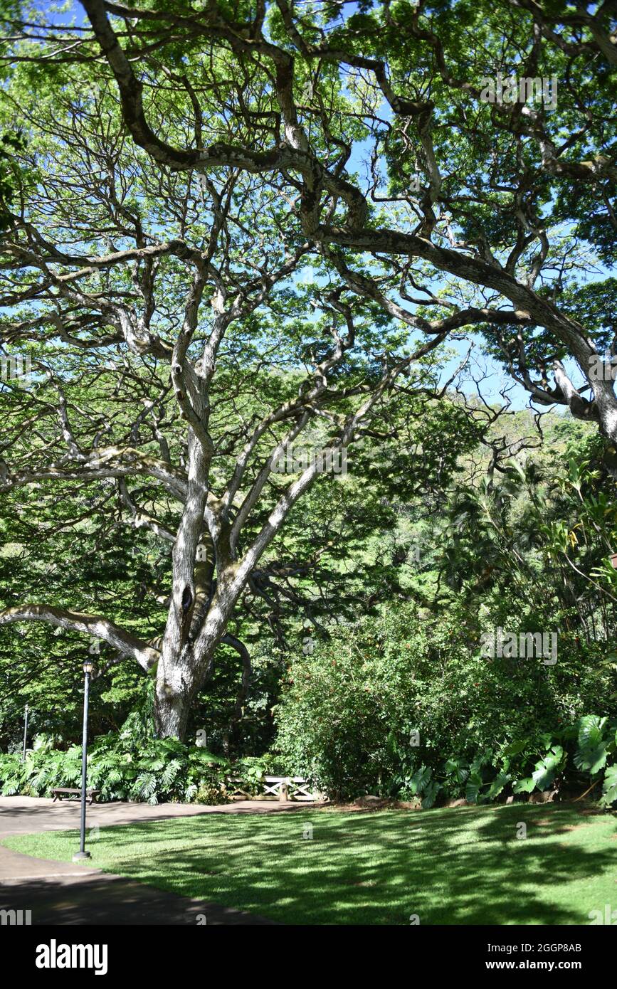 Oahu, HI U.S.A. 6/4&7/2021. Waimea Valley Visitors Center. Waimea