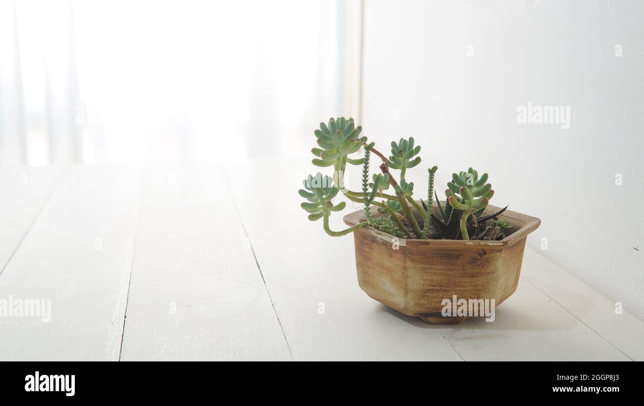 Close view of a small green succulent plant in a pot placed on top of a ...