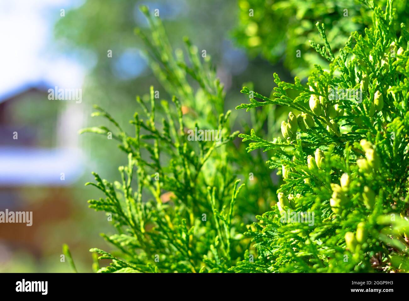 Thuja evergreen coniferous plant outdoors. Hot sunny summer day. Selective focus. Close-up Stock Photo