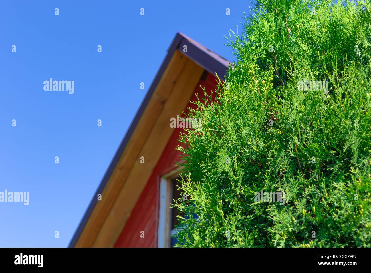 The roof of an old wooden house in a village against a background of blue sky and green foliage. Hot sunny summer day. Selective focus. Close-up Stock Photo
