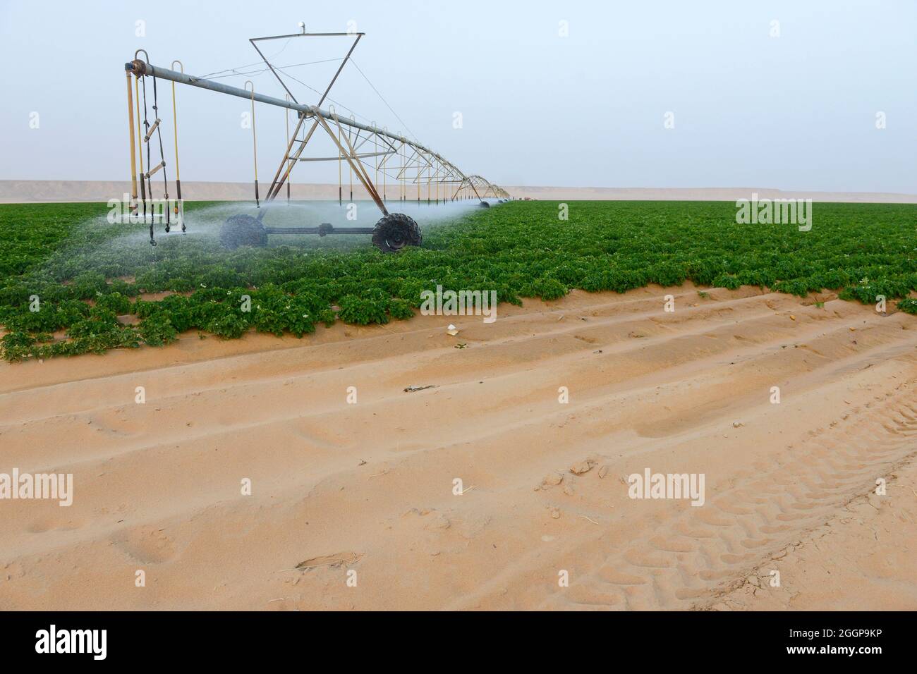 Central pivot irrigation in egypt hires stock photography and images